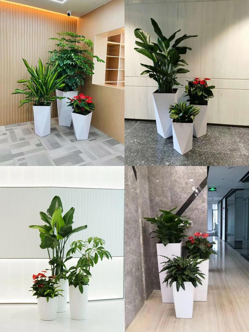绿植租赁带来的清新变革
