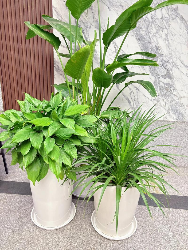 花卉绿植，点亮生活的小确幸